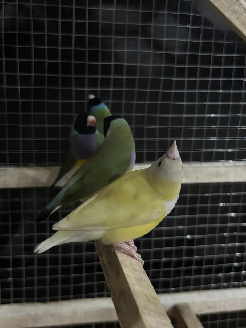 Gouldian Finches Breeder Pairs For Sale — photo 6