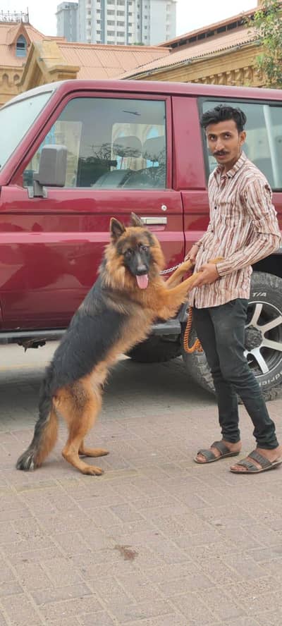 gsd male available for sale