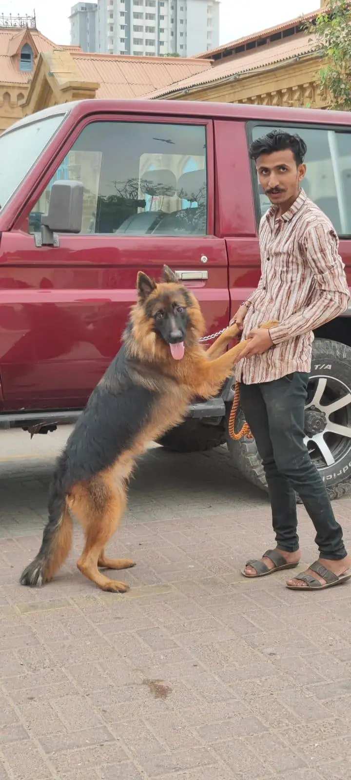 gsd male available for sale