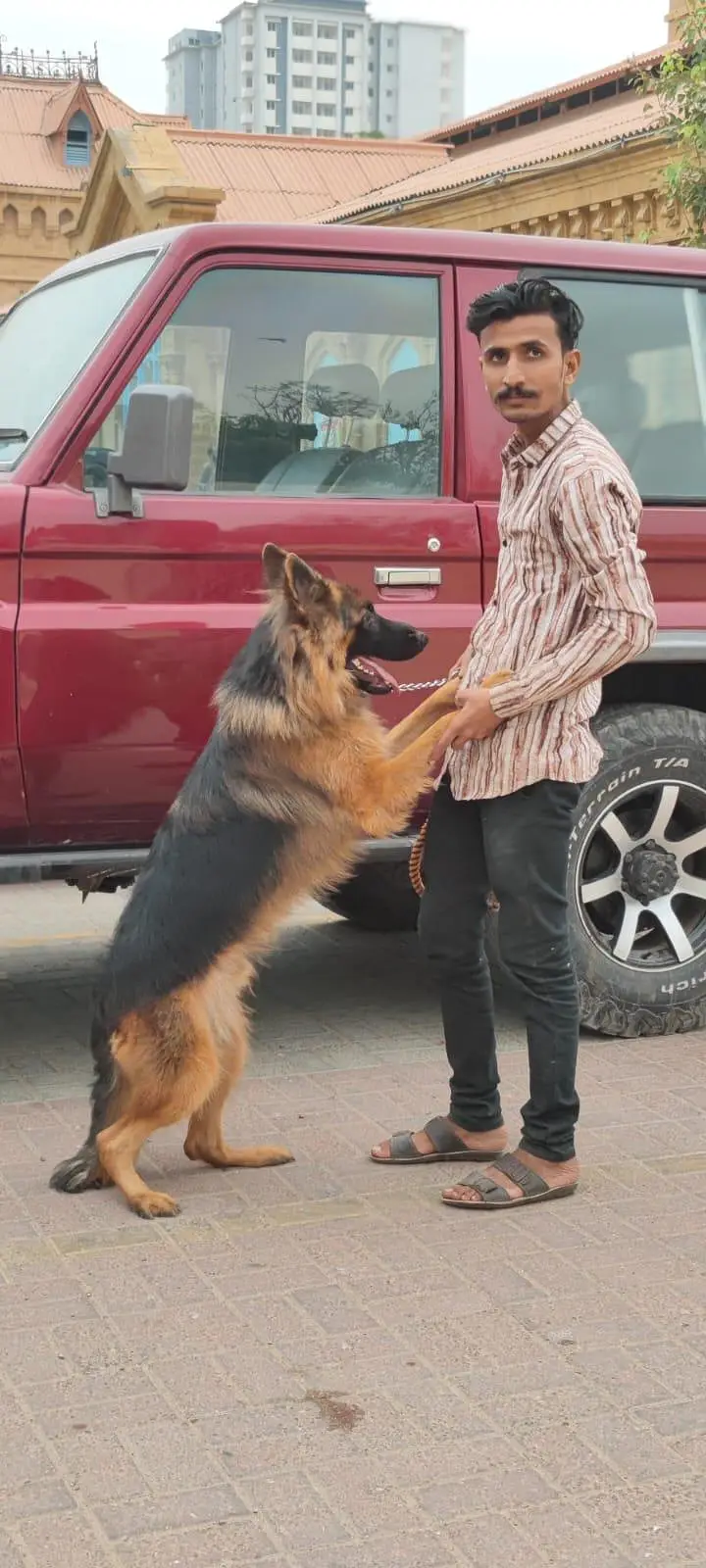 gsd male available for sale — photo 2
