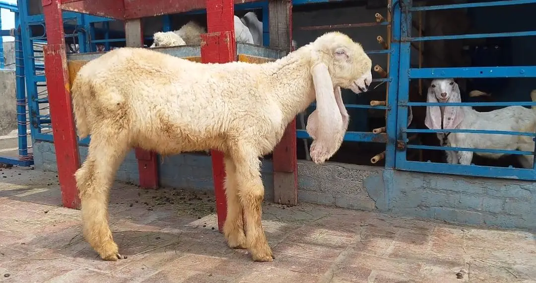 Kajla Male long length long tile double hadi