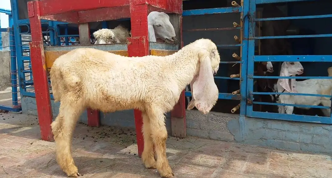 Kajla Male long length long tile double hadi — photo 2