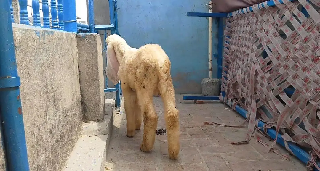 Kajla Male long length long tile double hadi — photo 3