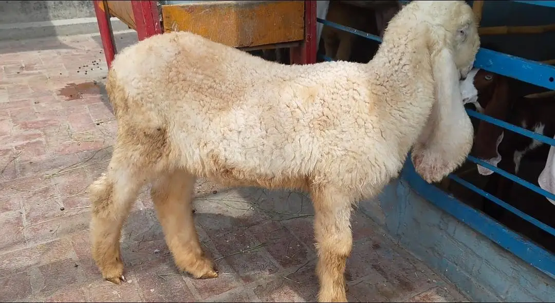 Kajla Male long length long tile double hadi — photo 5