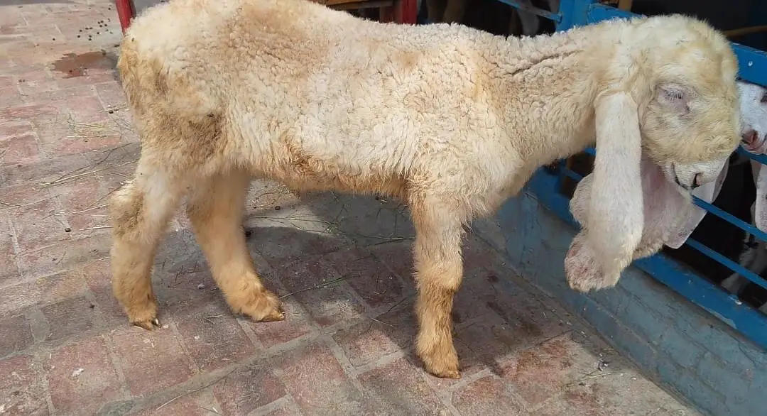 Kajla Male long length long tile double hadi — photo 6