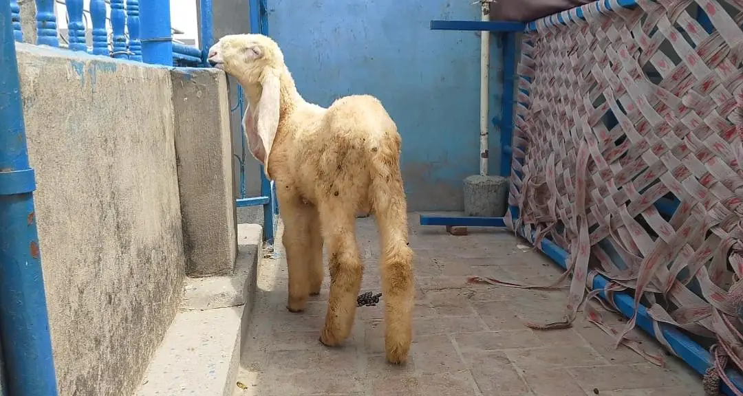 Kajla Male long length long tile double hadi — photo 7