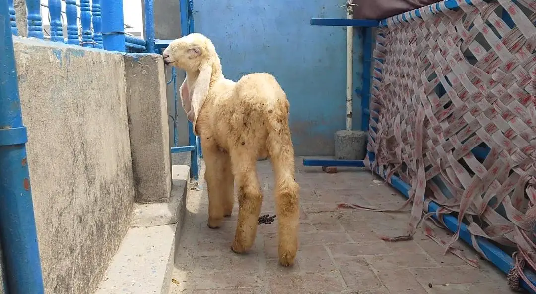 Kajla Male long length long tile double hadi — photo 8
