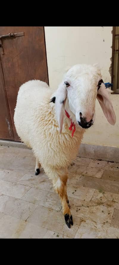 2 Male Dumbe Available