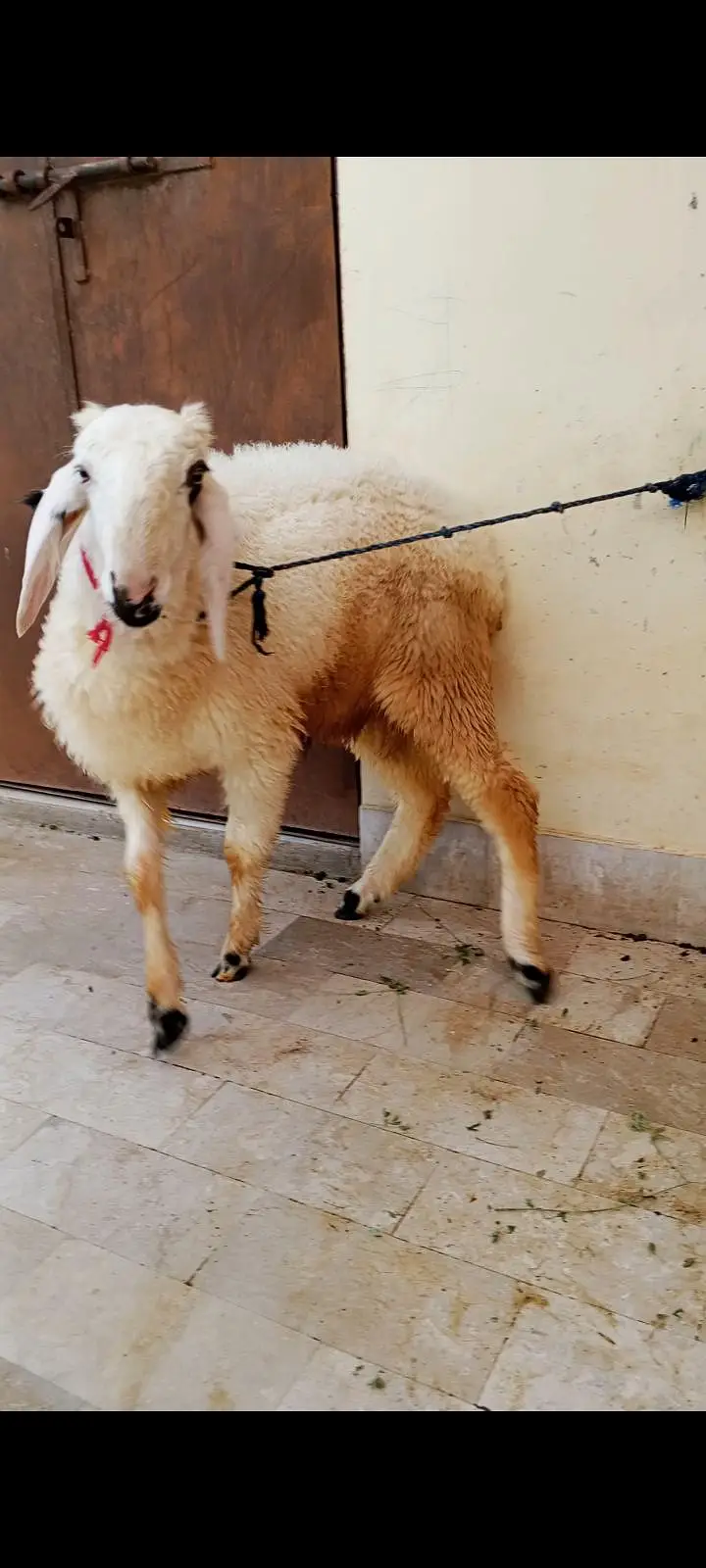 2 Male Dumbe Available — photo 2