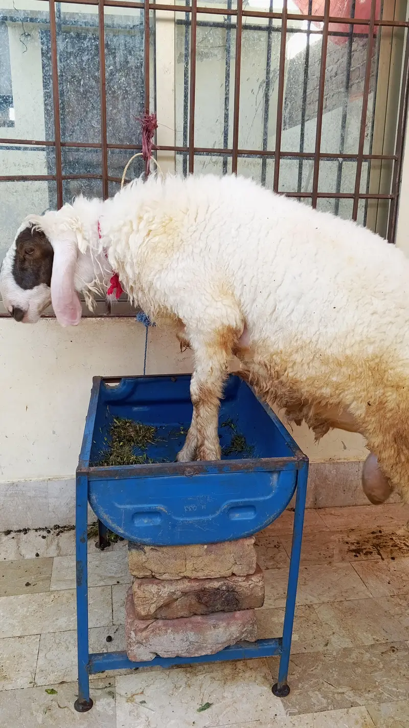 2 Male Dumbe Available — photo 3