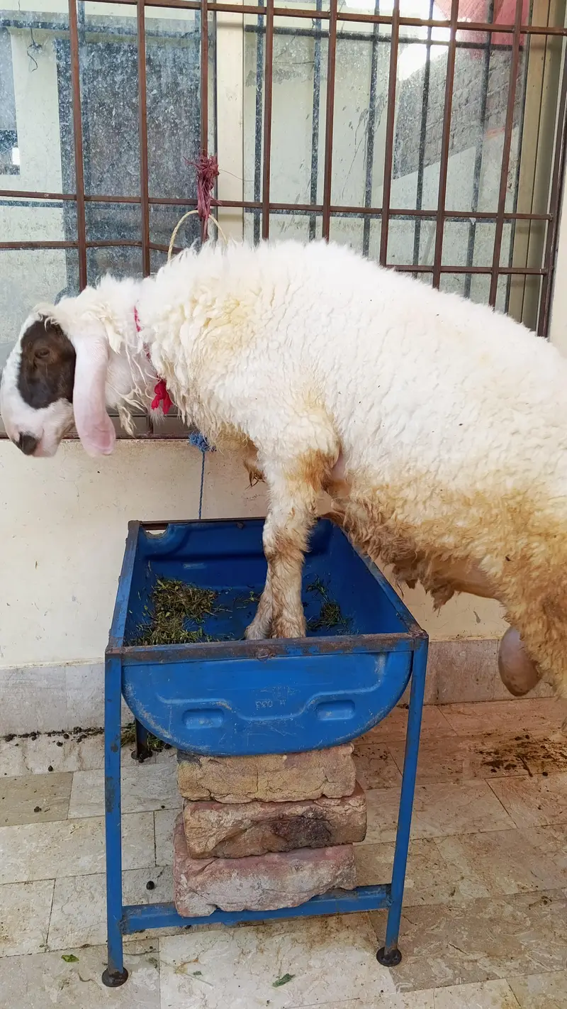 2 Male Dumbe Available — photo 4