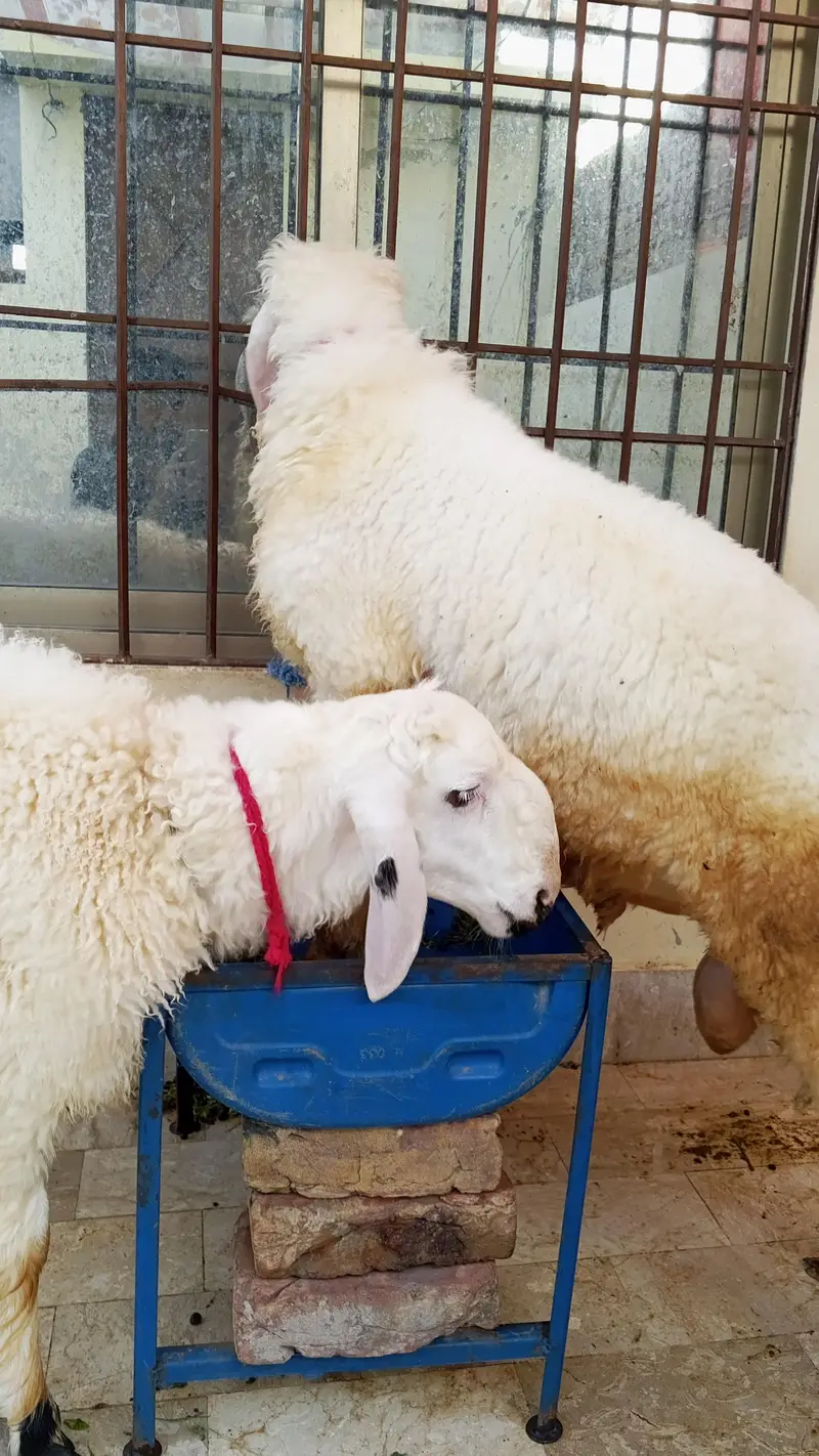 2 Male Dumbe Available — photo 5