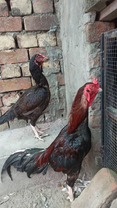 Mianwali aseel hen couple