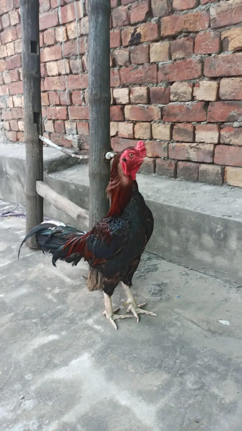 Mianwali aseel hen couple — photo 2