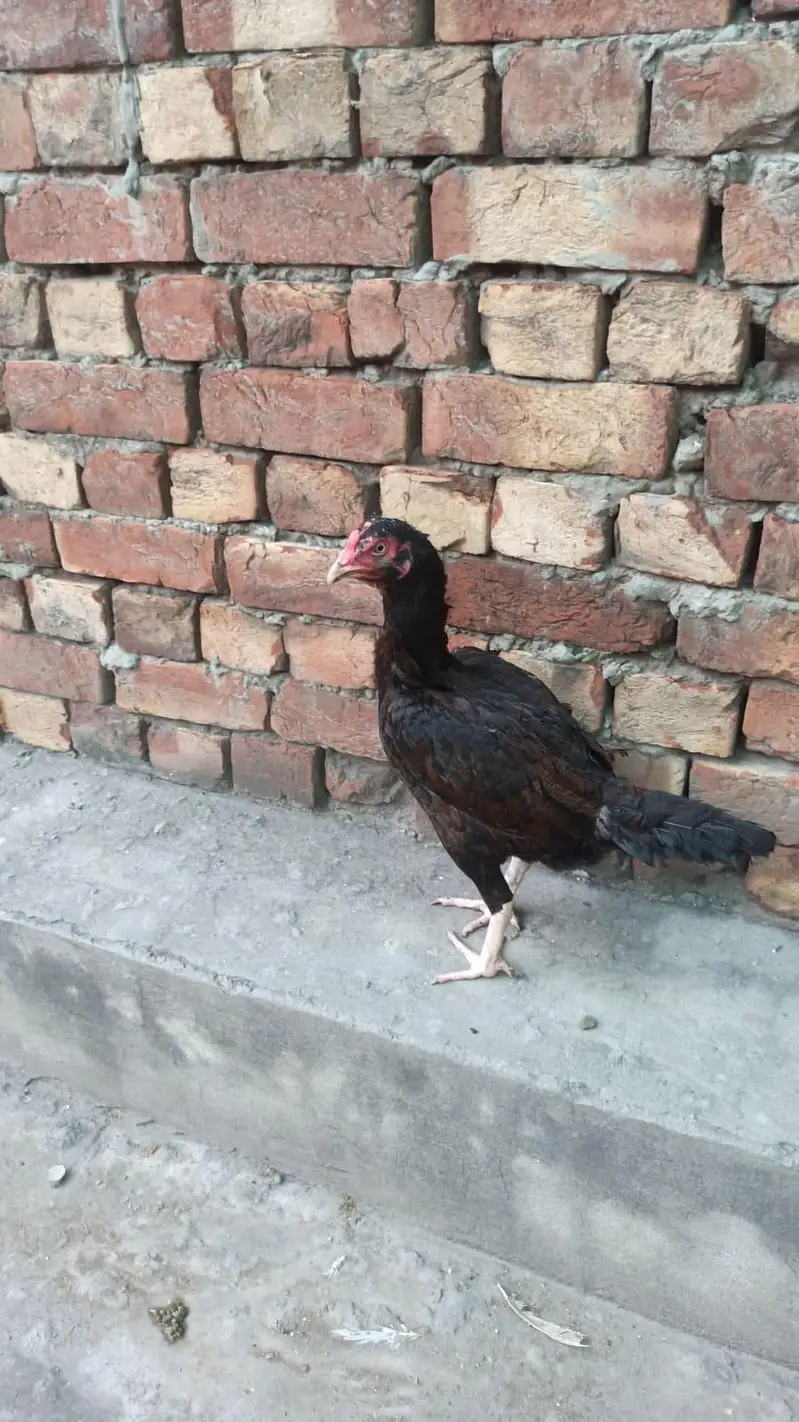 Mianwali aseel hen couple — photo 3
