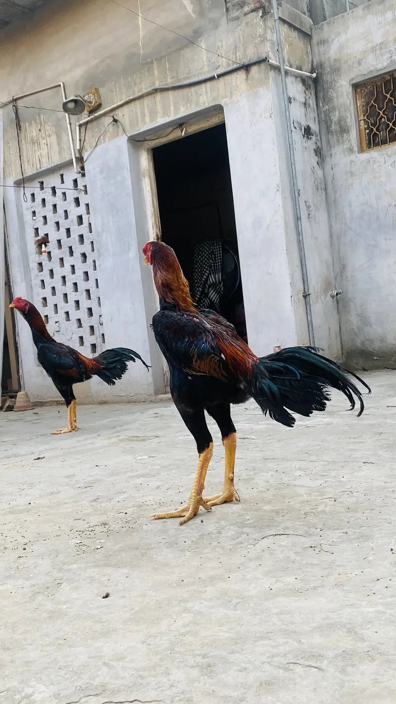 Thai aseel + turkish hint — photo 10