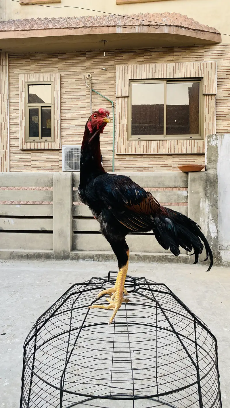 Thai aseel + turkish hint — photo 11