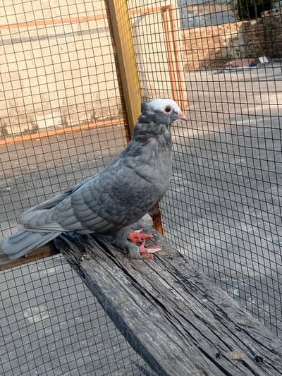 silver mukhi  male