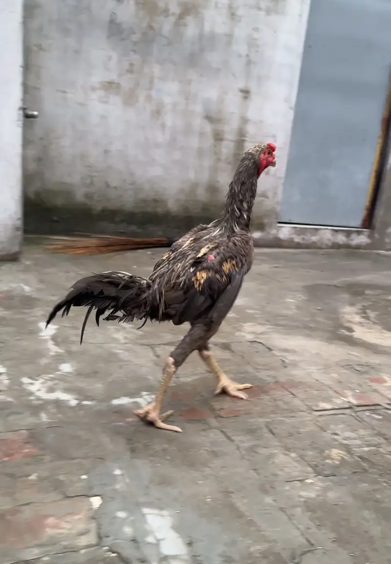 Thai aseel + turkish hint — photo 12