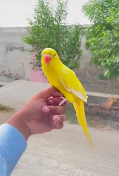 Non DNA look like male
