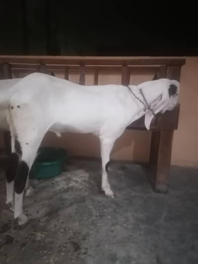 2 rajanpuri bakriyan aik brider bakra urgent sell