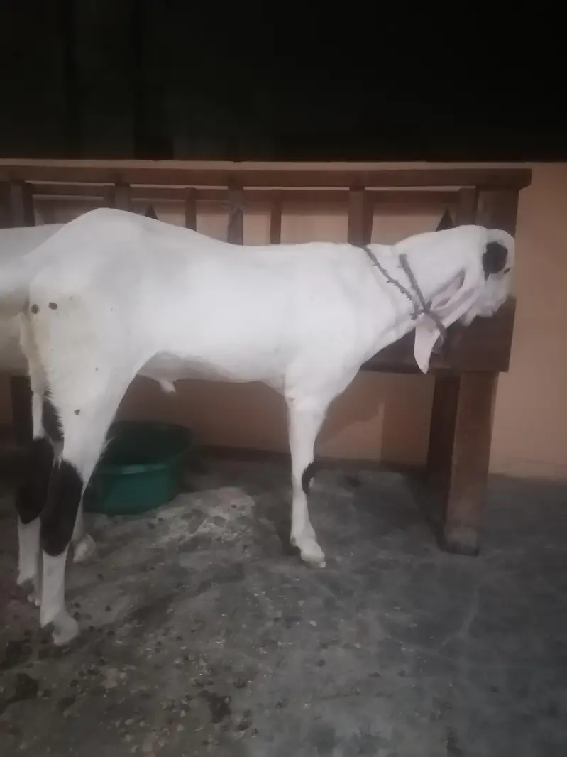 2 rajanpuri bakriyan aik brider bakra urgent sell