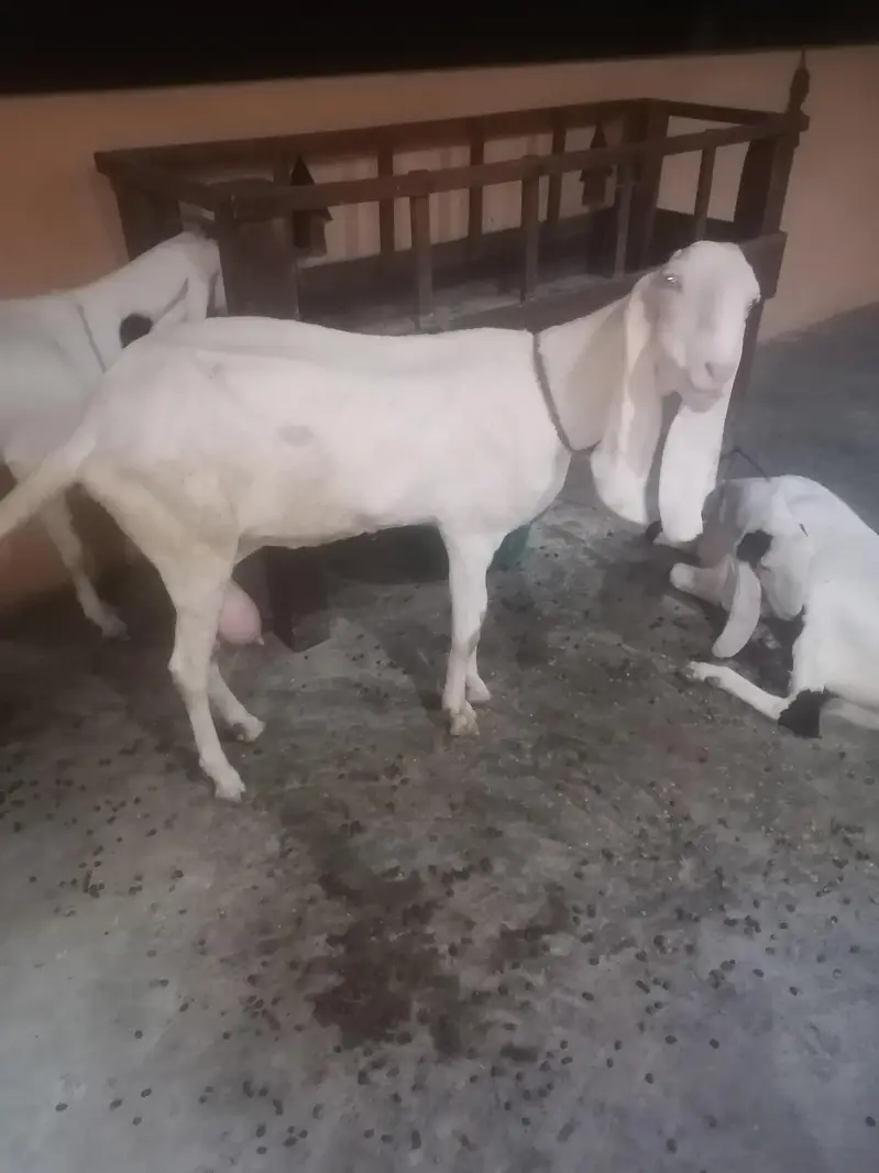 2 rajanpuri bakriyan aik brider bakra urgent sell — photo 2