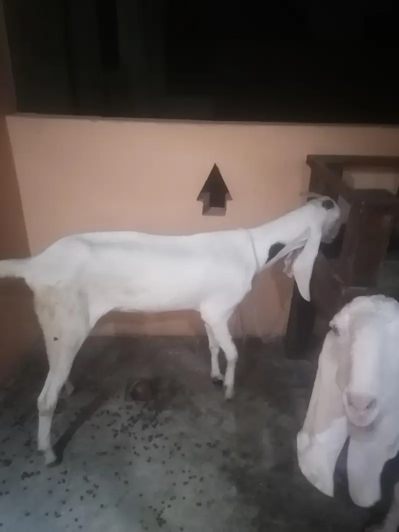 2 rajanpuri bakriyan aik brider bakra urgent sell — photo 3