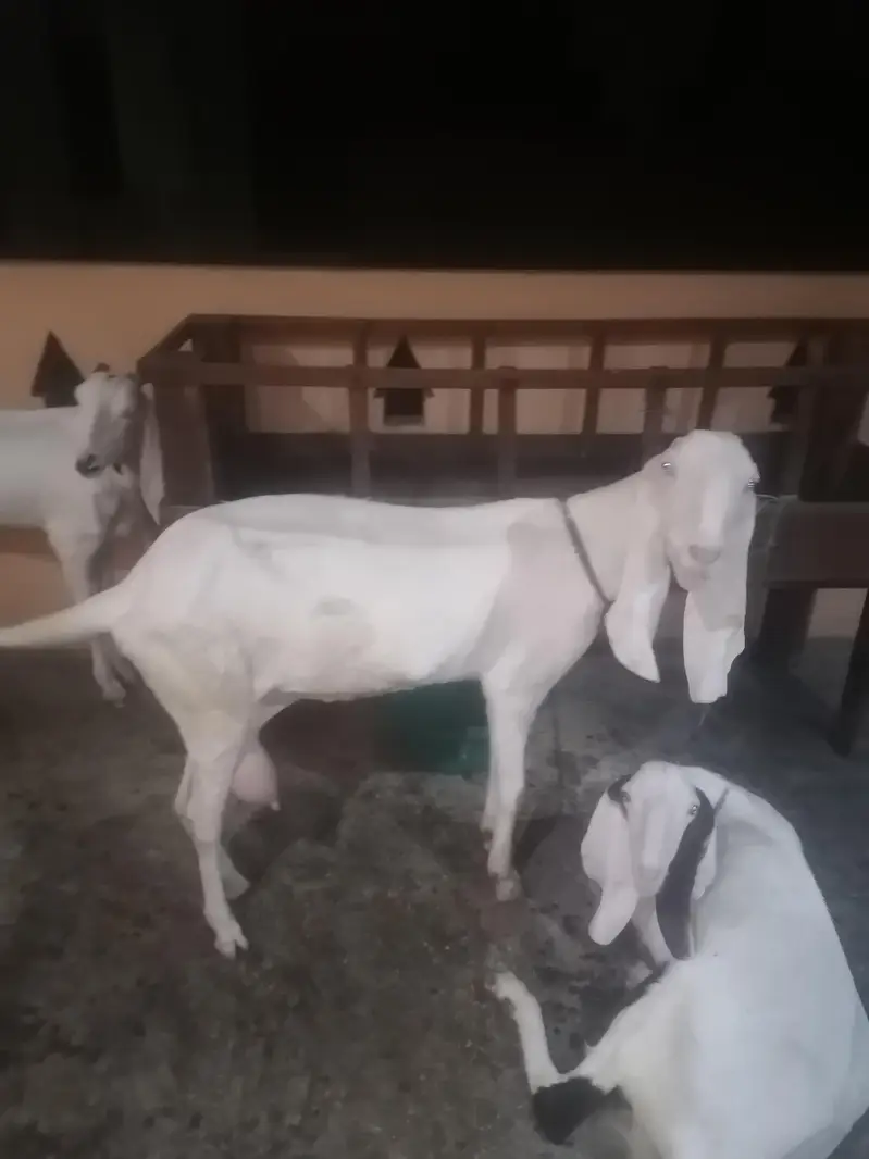 2 rajanpuri bakriyan aik brider bakra urgent sell — photo 4