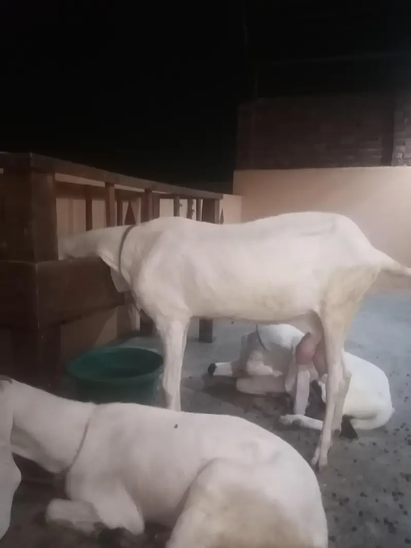 2 rajanpuri bakriyan aik brider bakra urgent sell — photo 5