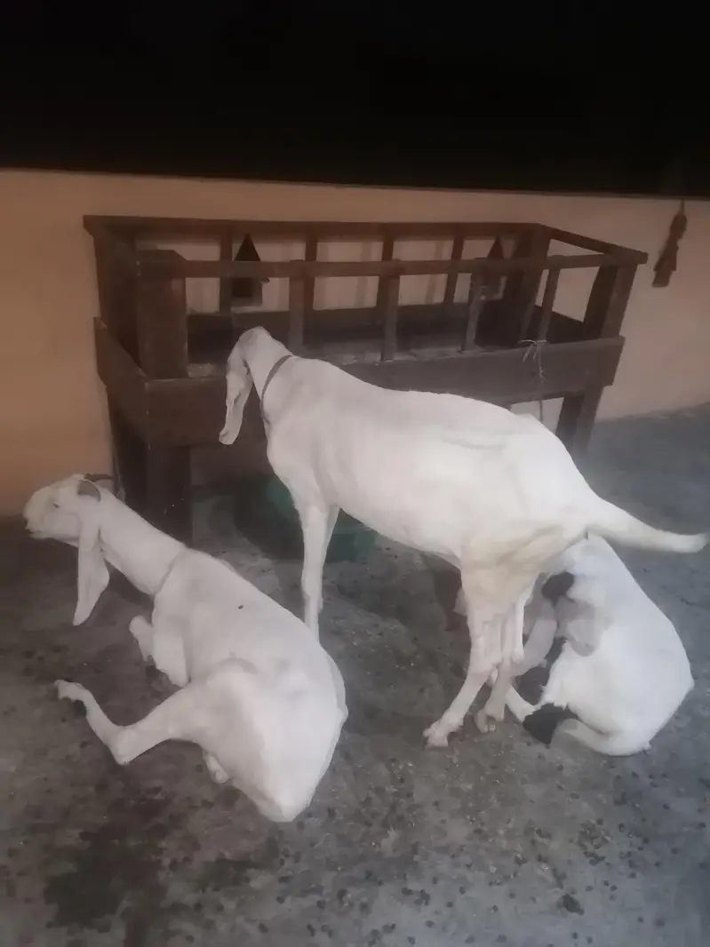 2 rajanpuri bakriyan aik brider bakra urgent sell — photo 6