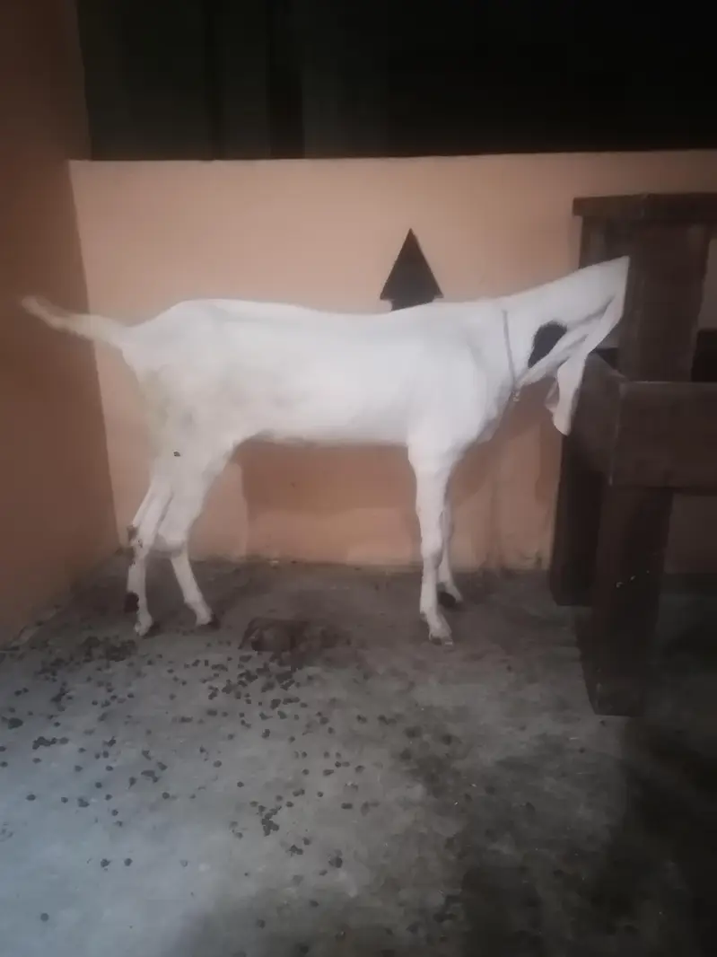 2 rajanpuri bakriyan aik brider bakra urgent sell — photo 7