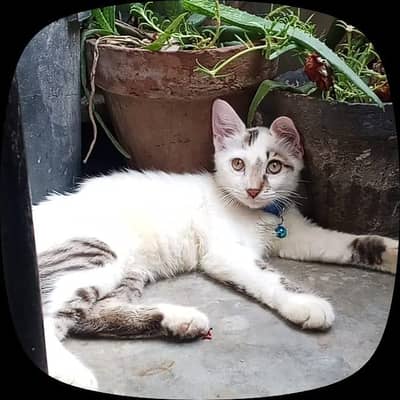 The Garden Guardian: Prefect for a kitten lounging among flowers pots.