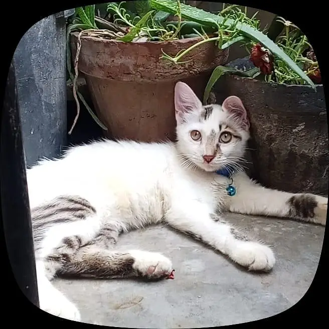 The Garden Guardian: Prefect for a kitten lounging among flowers pots.