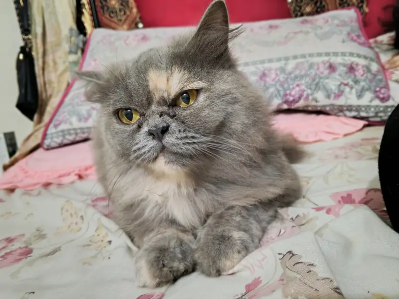 Longhair Persian female cat