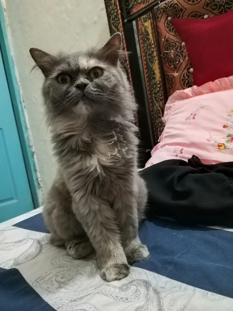 Longhair Persian female cat — photo 2