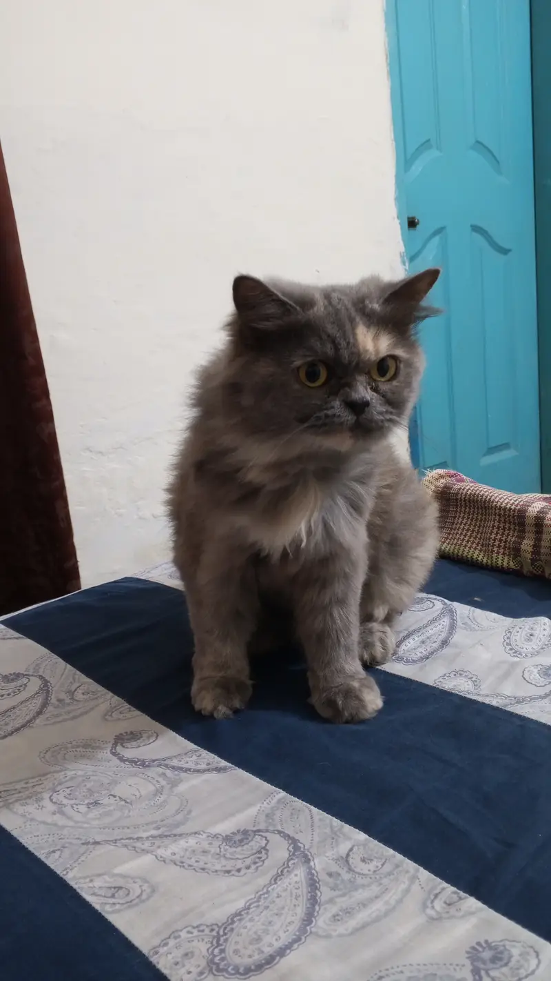 Longhair Persian female cat — photo 3