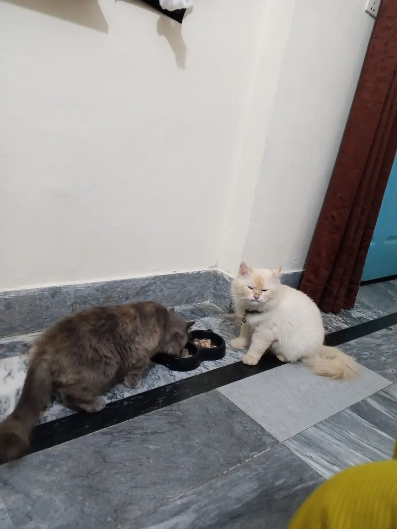 Longhair Persian female cat — photo 5