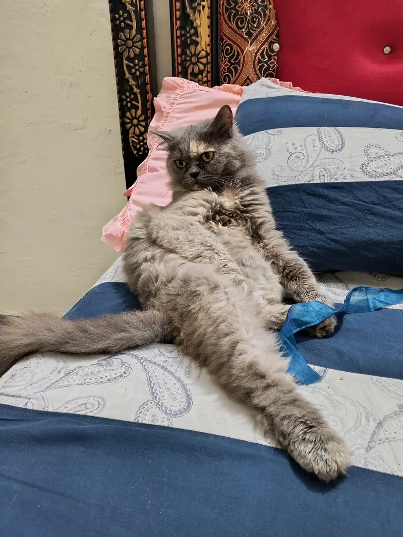 Longhair Persian female cat — photo 6