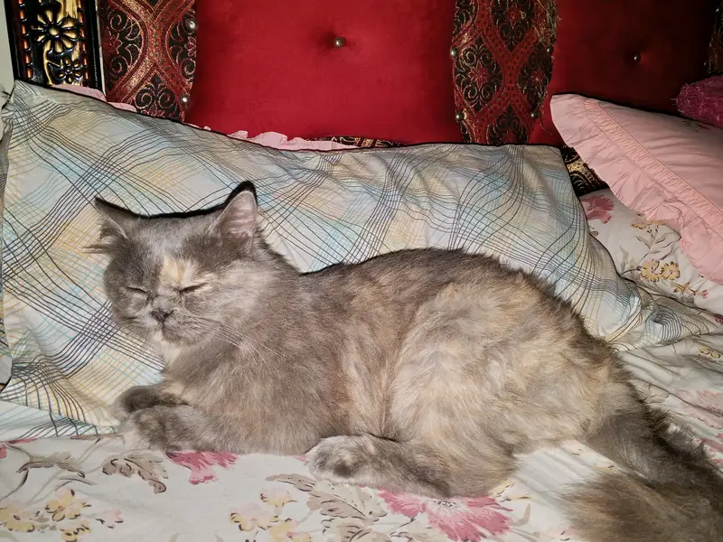 Longhair Persian female cat — photo 7
