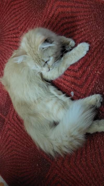 Months Old Cat for Sale