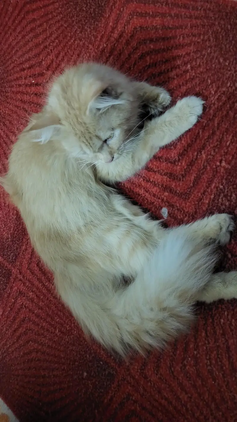 Months Old Cat for Sale
