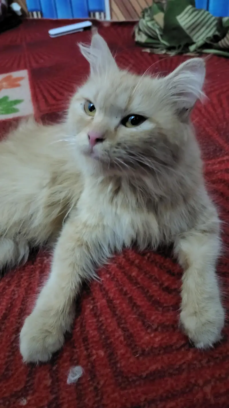 Months Old Cat for Sale — photo 2