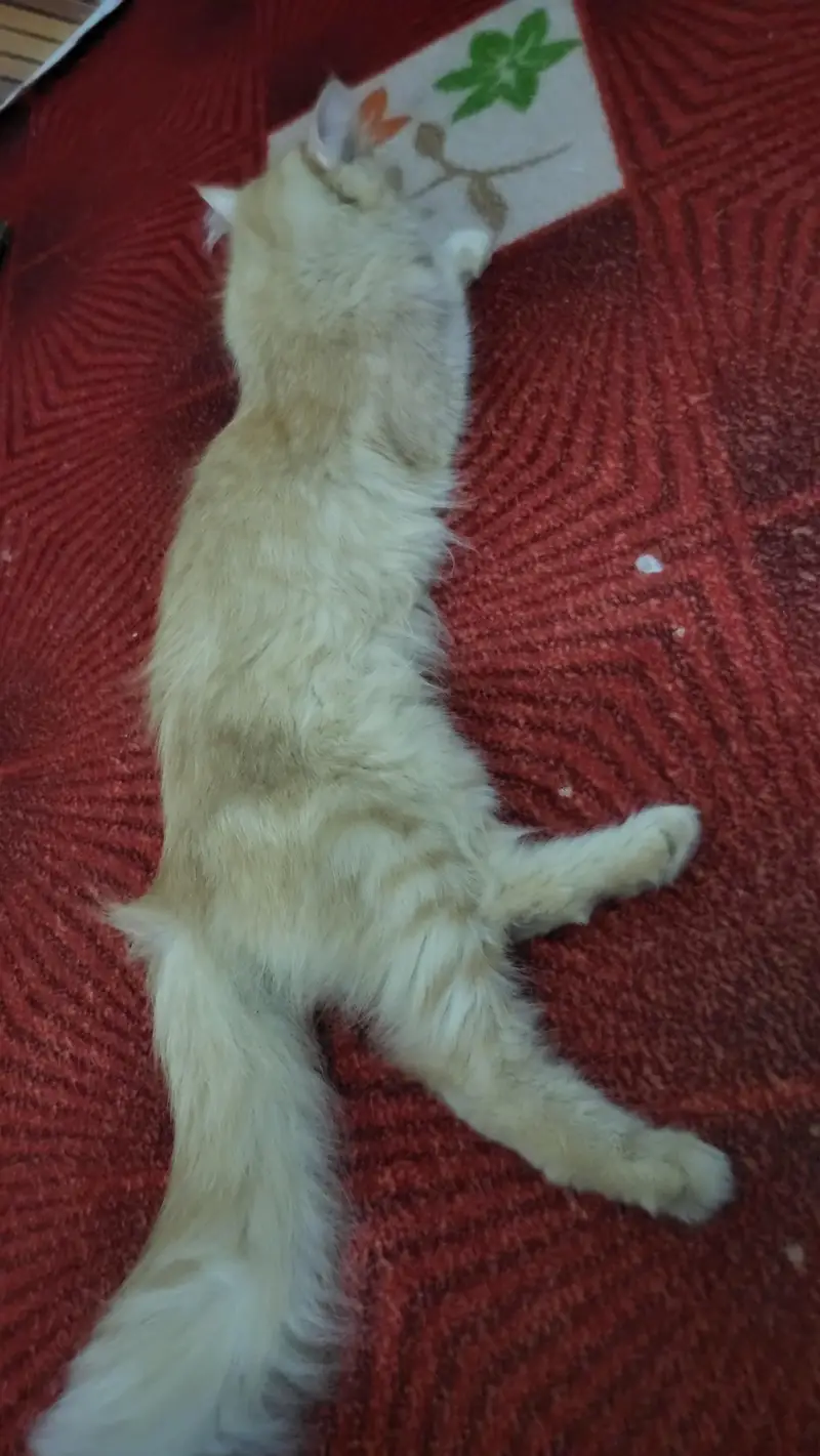 Months Old Cat for Sale — photo 3