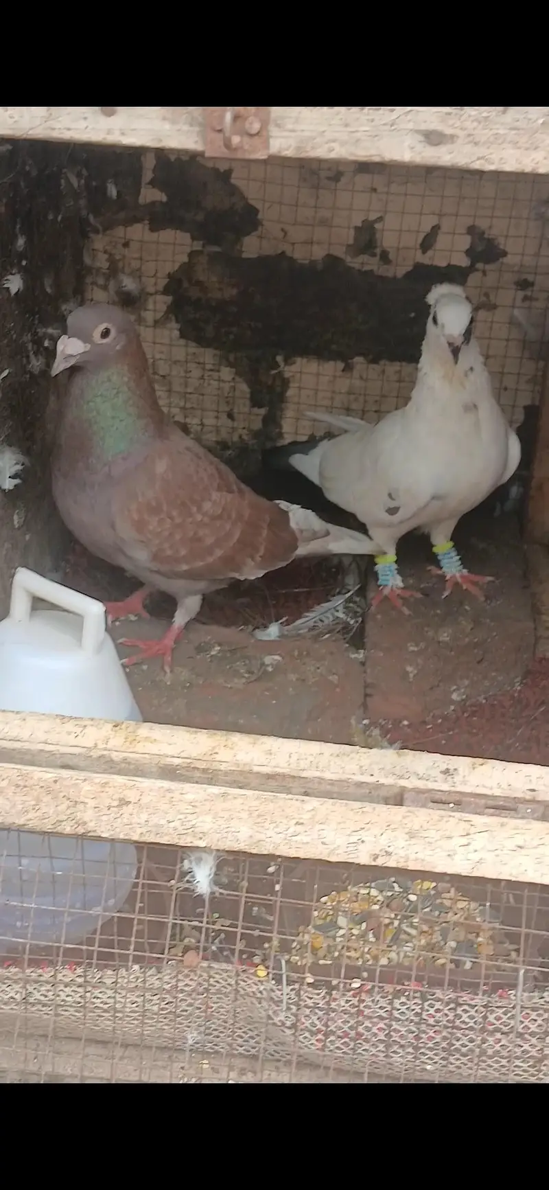Heathy active pigeons