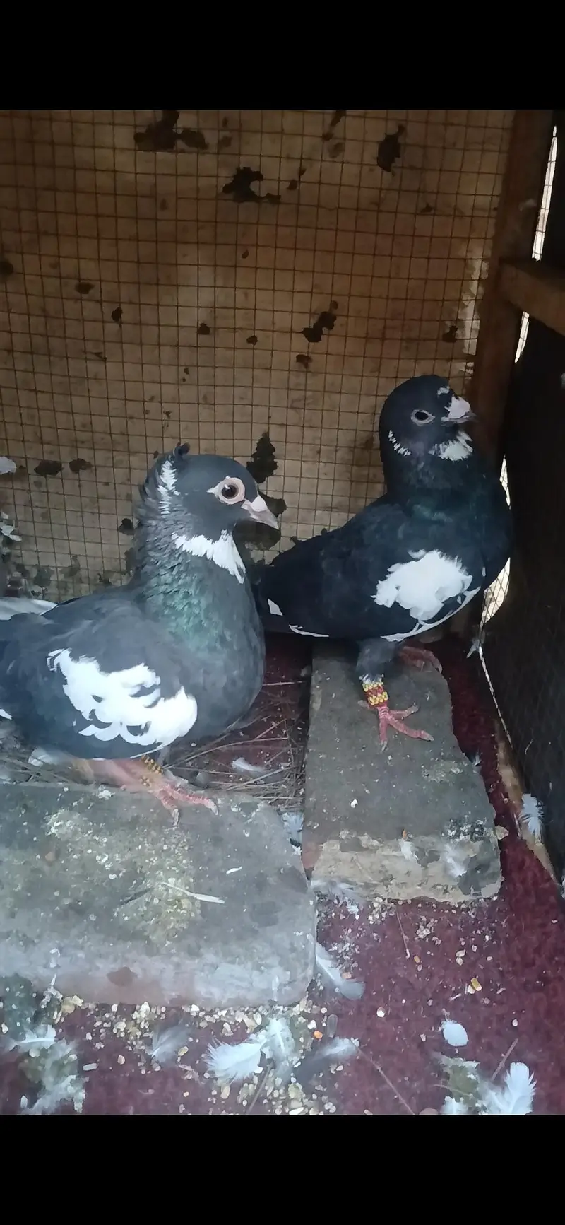 Heathy active pigeons — photo 2