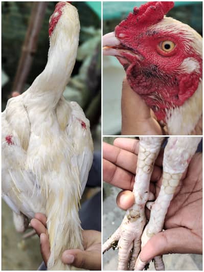 aseel for sale cage for sale exchange posibal