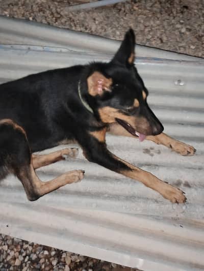 pure alcition dog