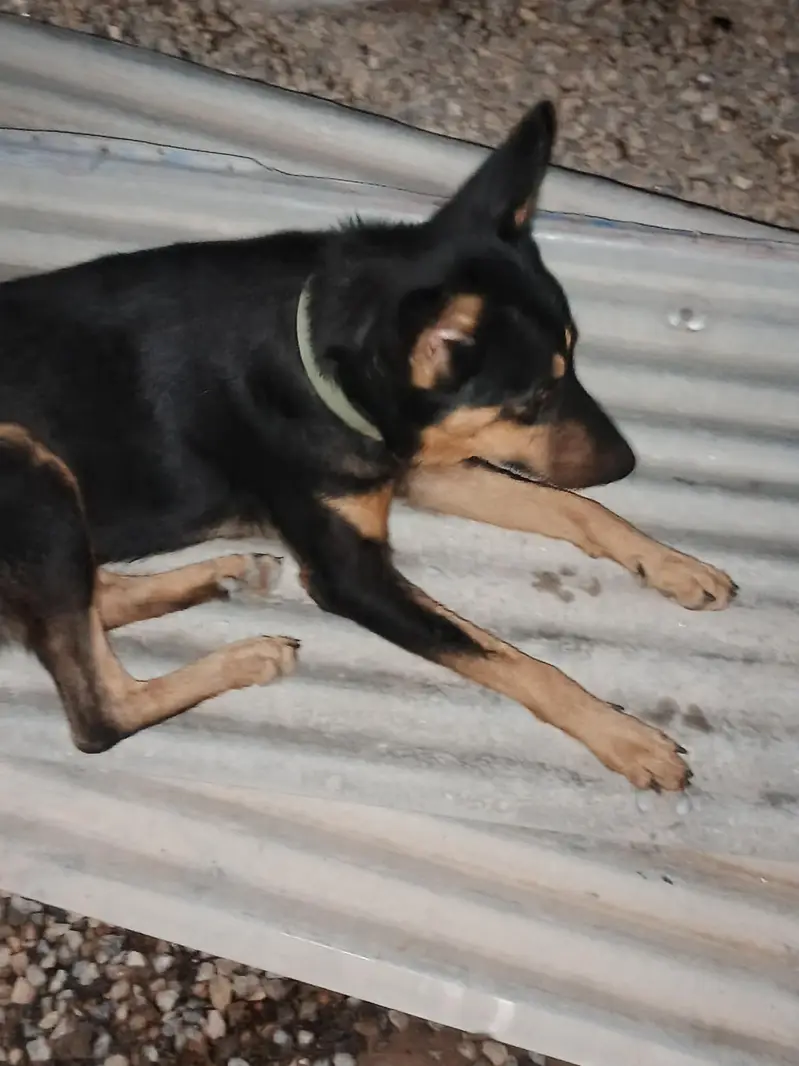 pure alcition dog — photo 2