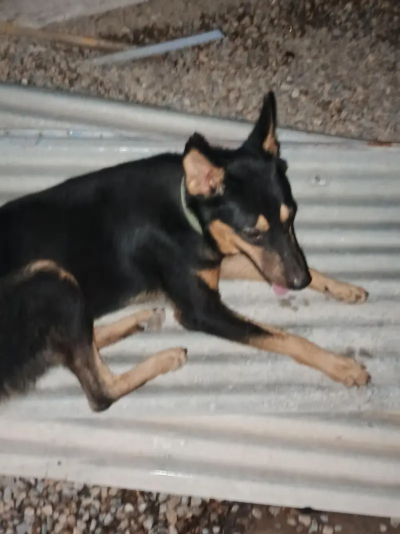 pure alcition dog — photo 3